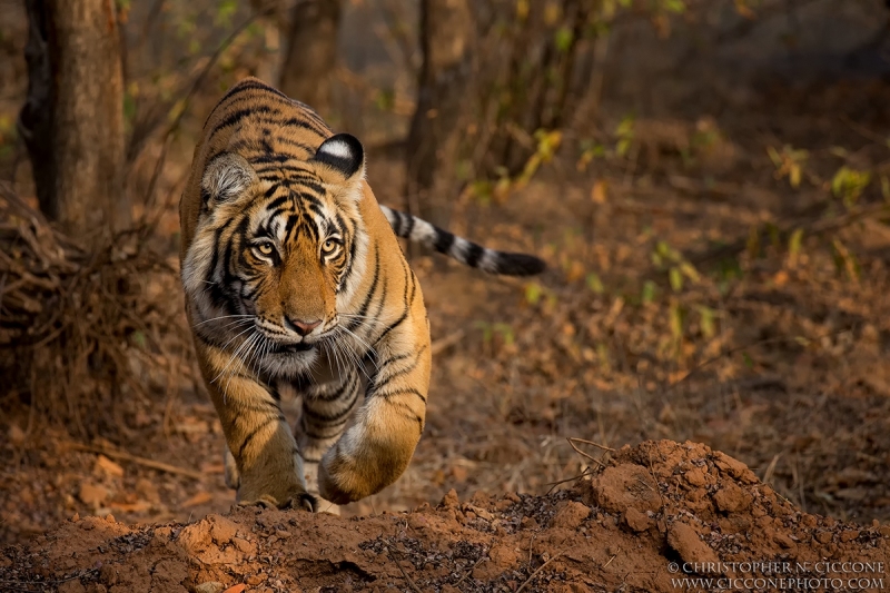 Bengal Tiger