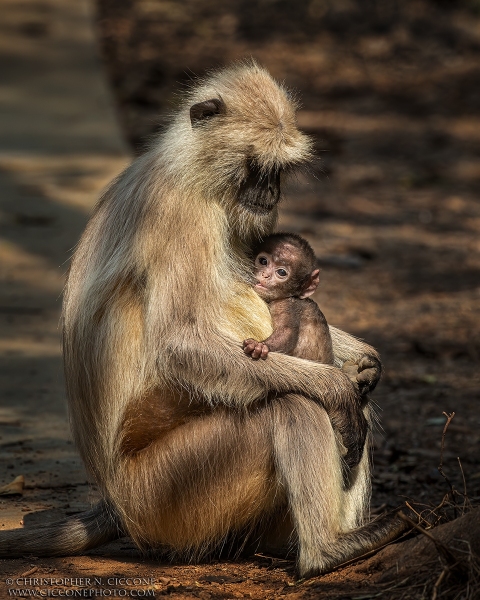 Hanuman Langur