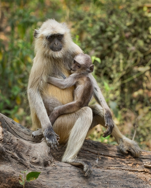 Hanuman Langur