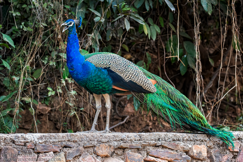 Indian Peafowl