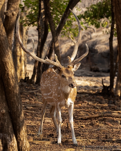 Chital