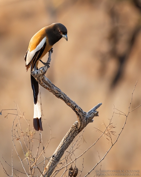 Rufous Treepie