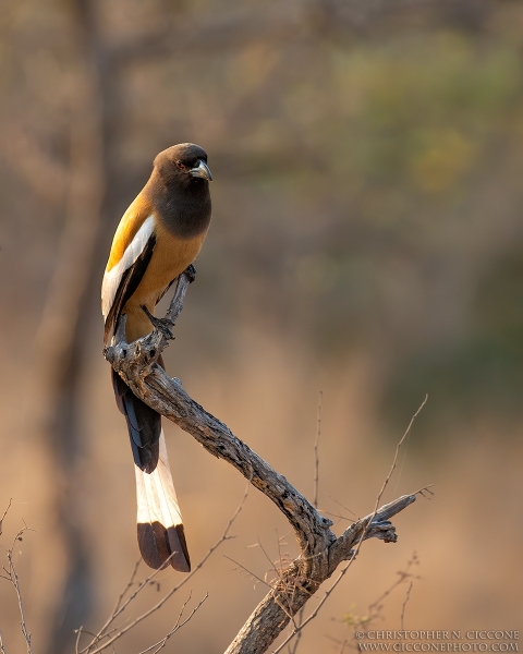 Rufous Treepie