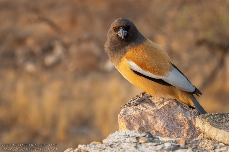 Rufous Treepie