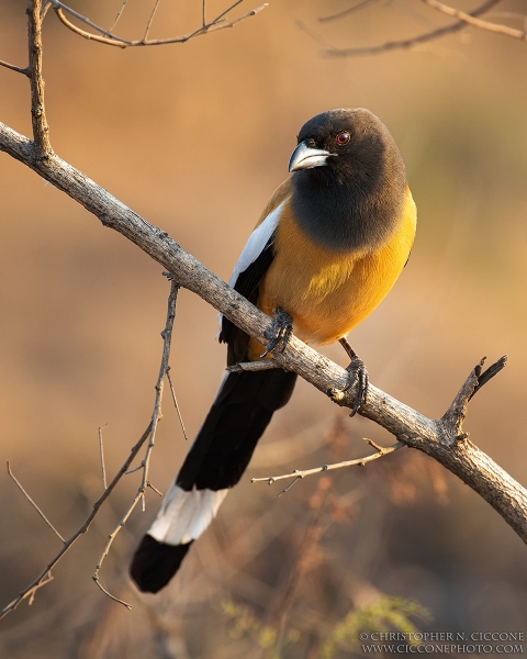 Rufous Treepie