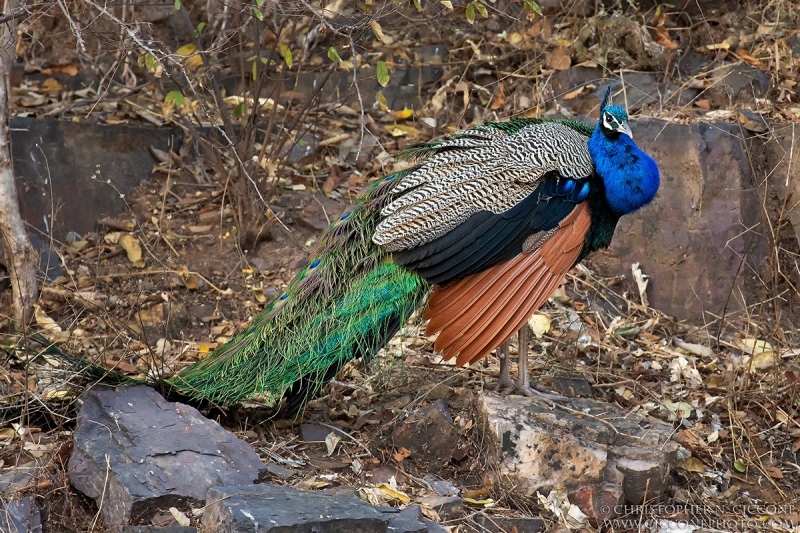 Indian Peafowl