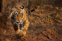 Bengal Tiger