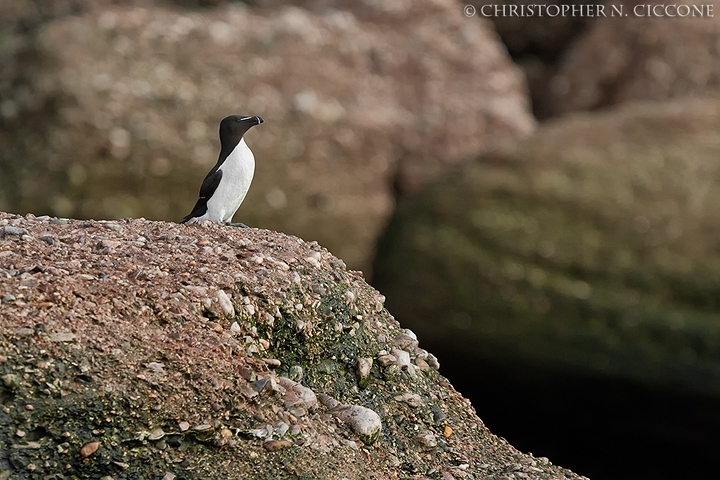 Razorbill