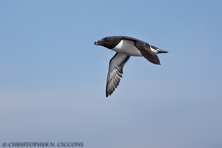 Razorbill