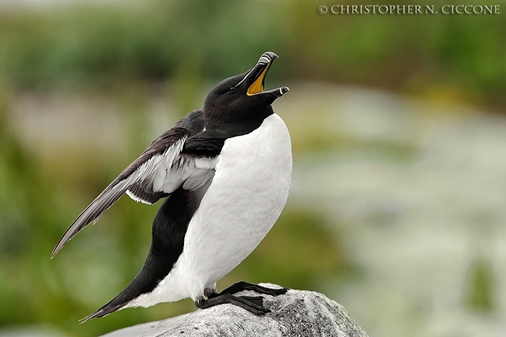 Razorbill