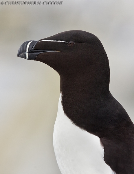 Razorbill