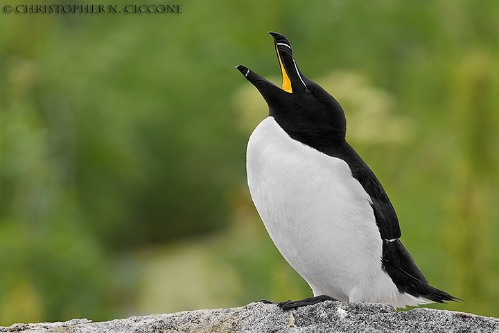 Razorbill