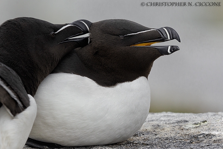 Razorbill