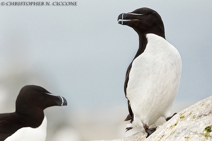 Razorbill