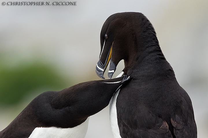 Razorbill