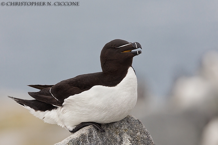 Razorbill