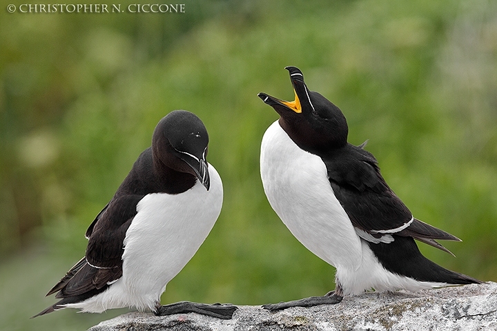 Razorbill