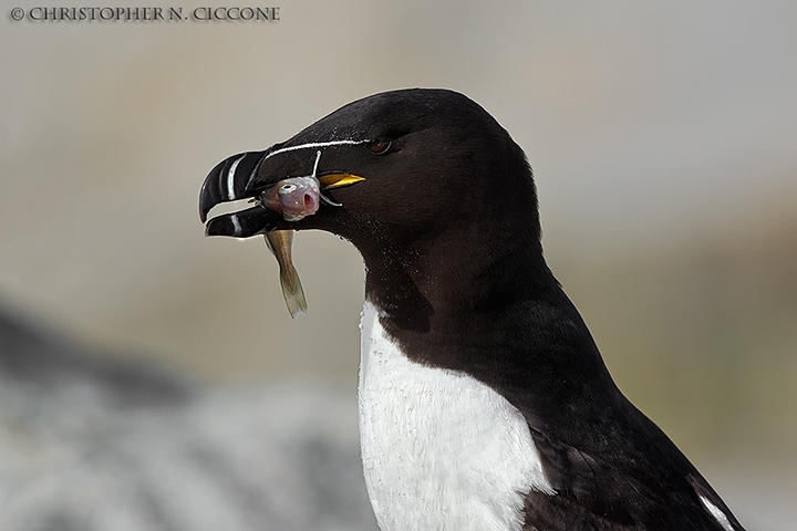 Razorbill