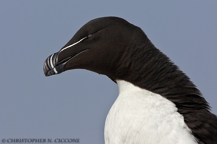 Razorbill