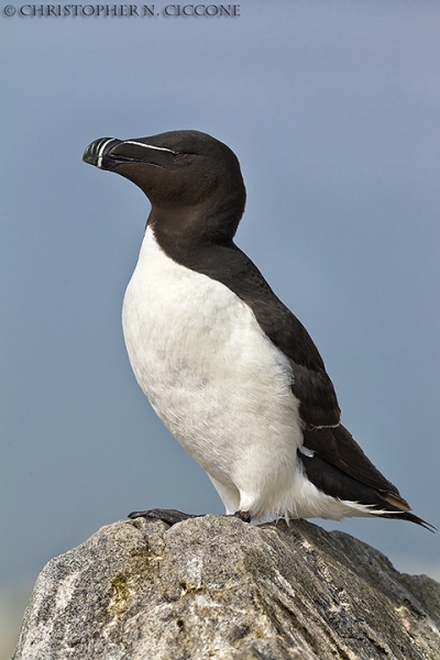 Razorbill