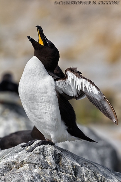 Razorbill