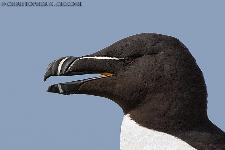 Razorbill