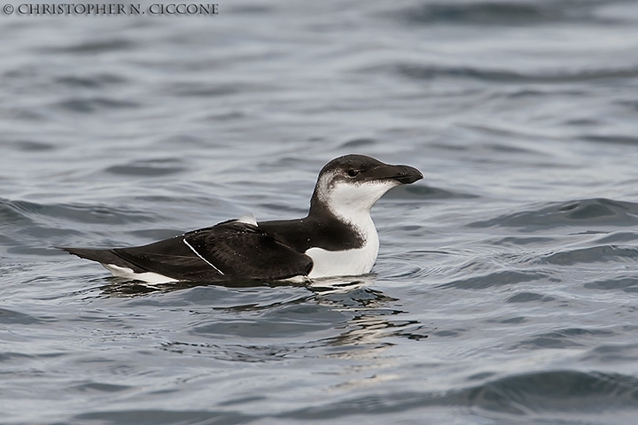 Razorbill