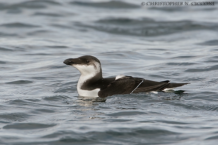 Razorbill