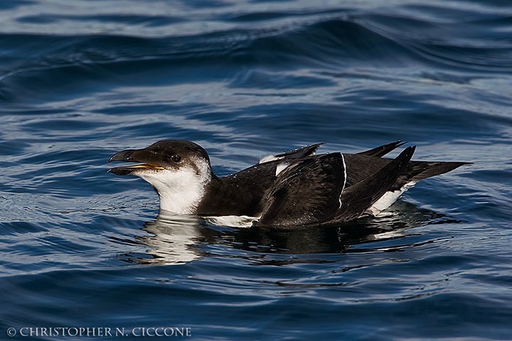 Razorbill