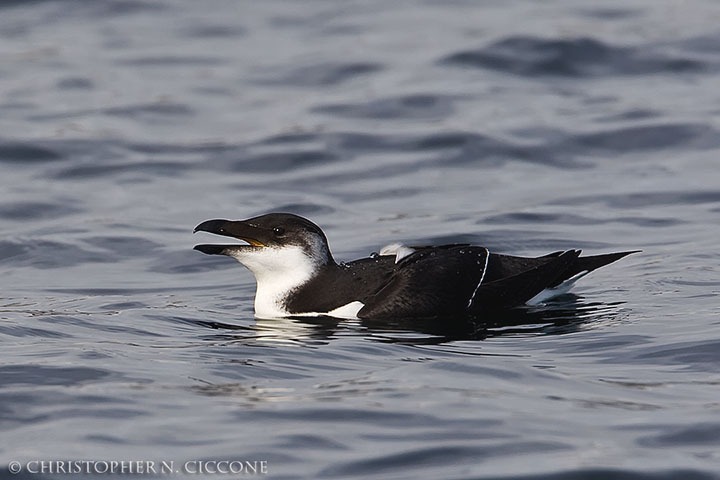 Razorbill