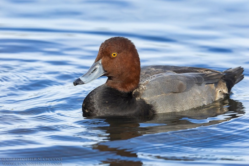 Redhead