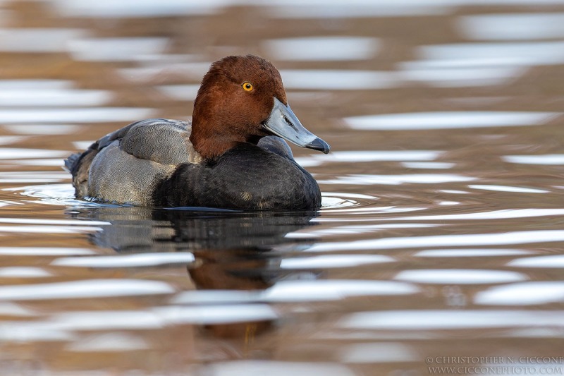 Redhead