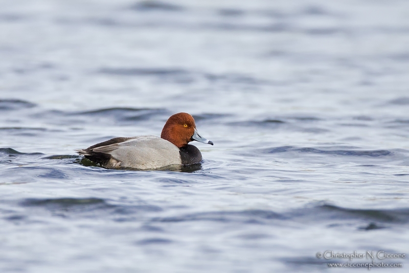 Redhead