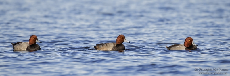 Redhead