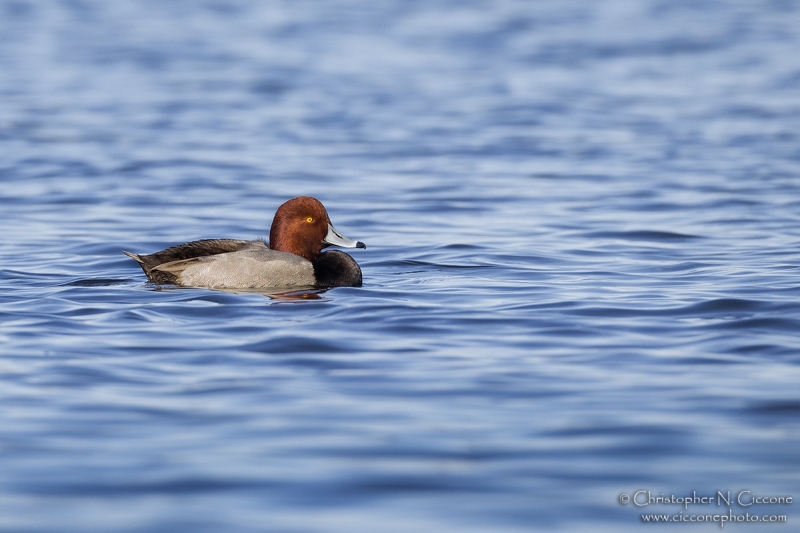 Redhead