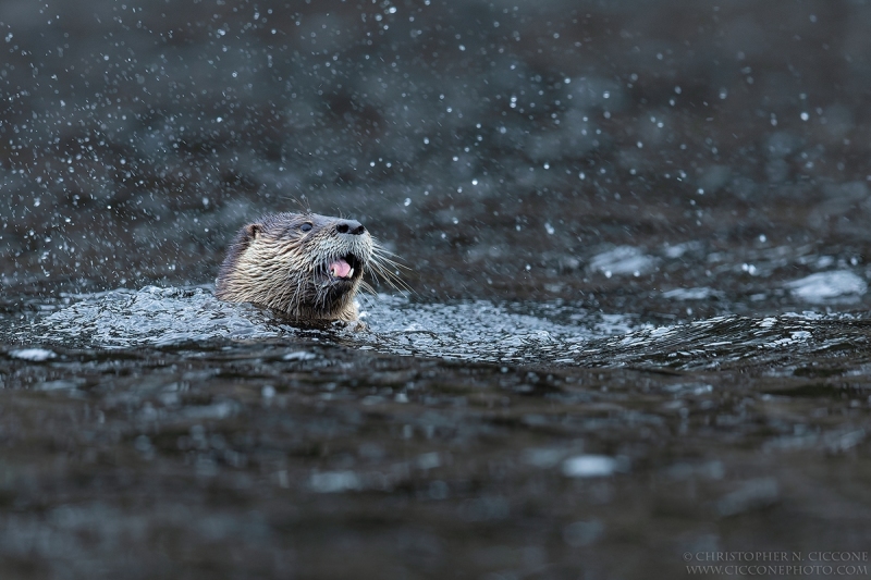 River Otter