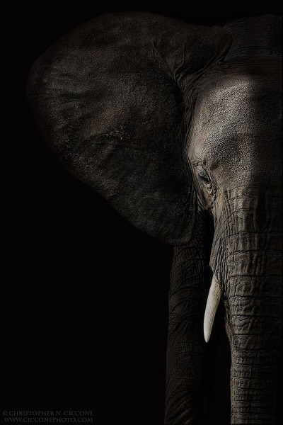 African Elephant