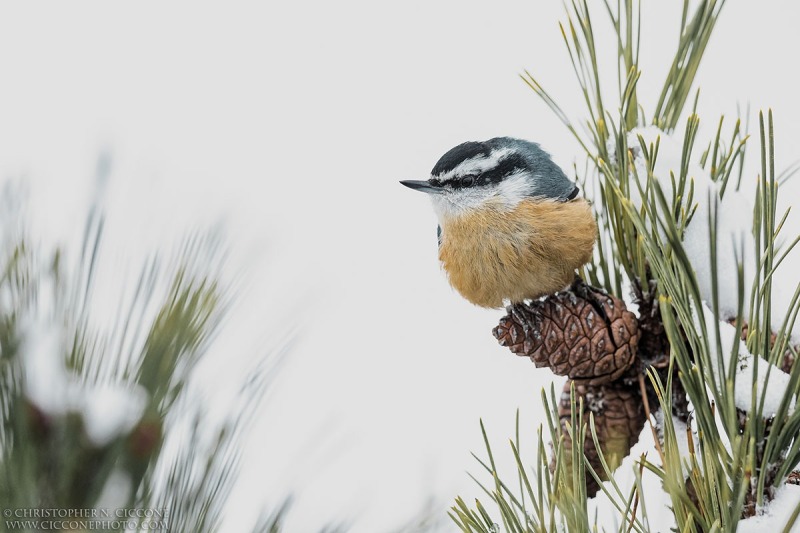 Red-brested Nuthatch