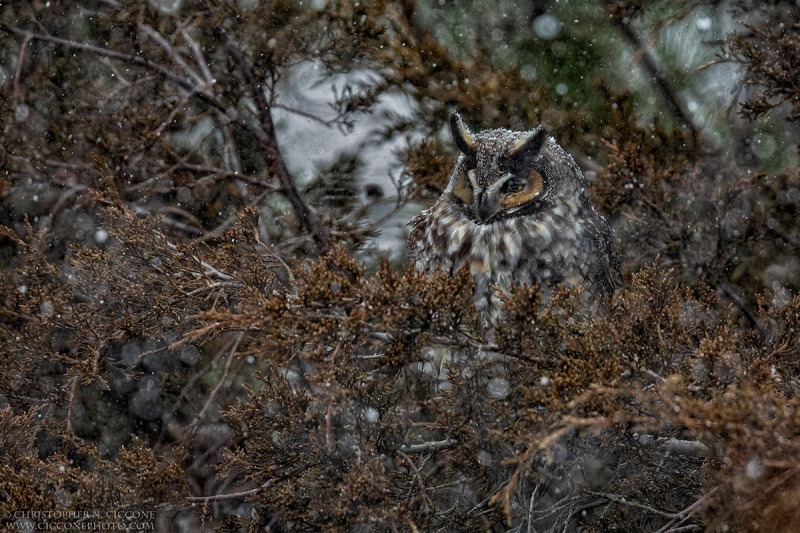 Long-eared Owl