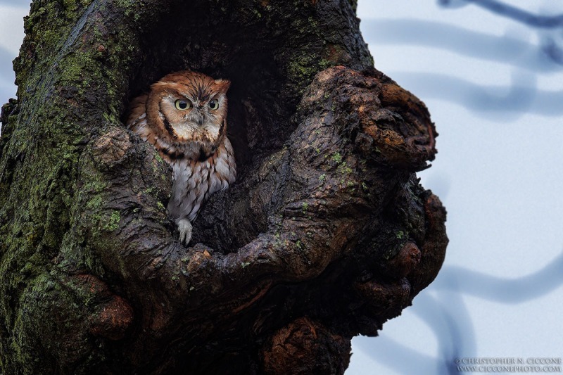 Eastern Screech-Owl