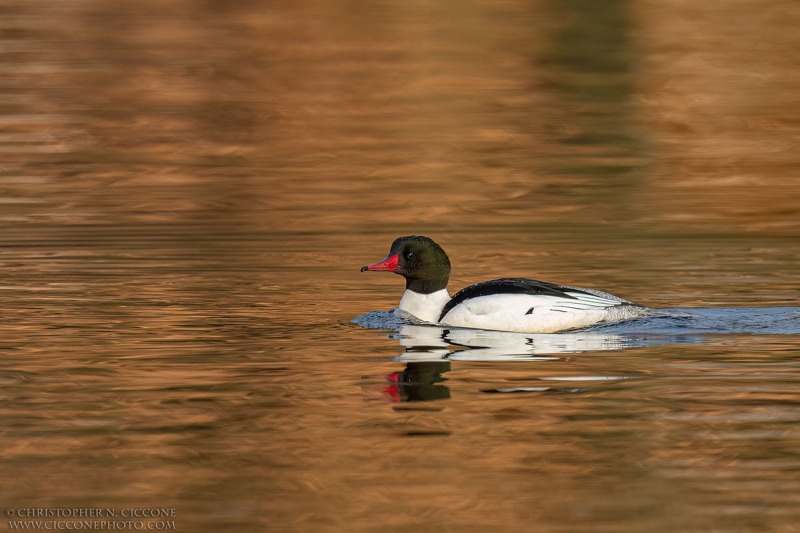 Common Merganser