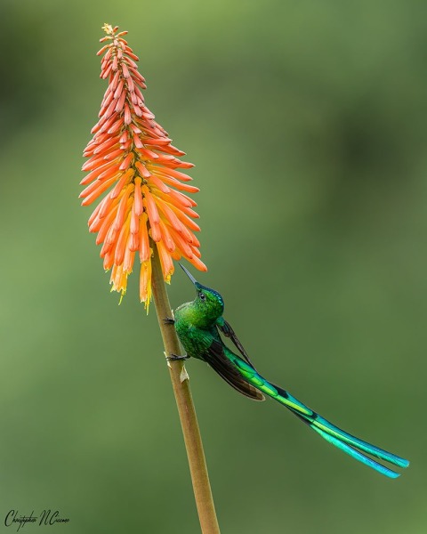 Long-tailed Sylph