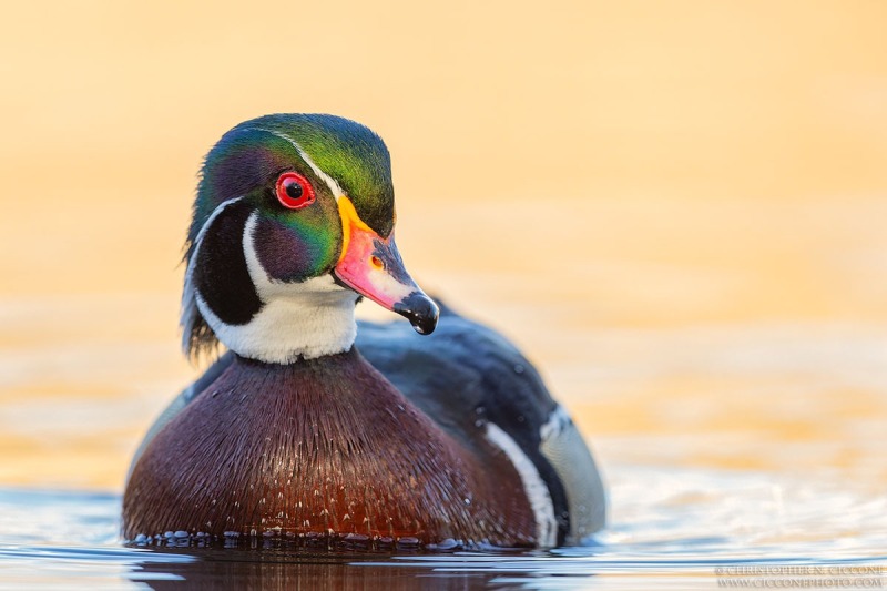 Wood Duck