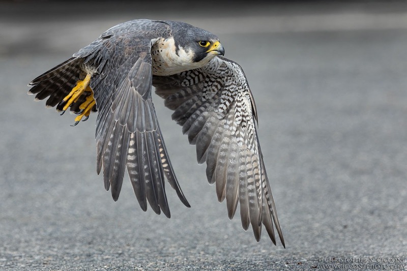 Peregrine Falcon