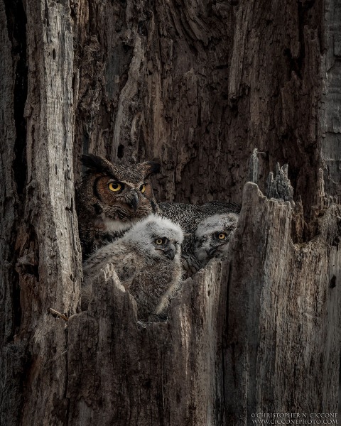 Great Horned Owl