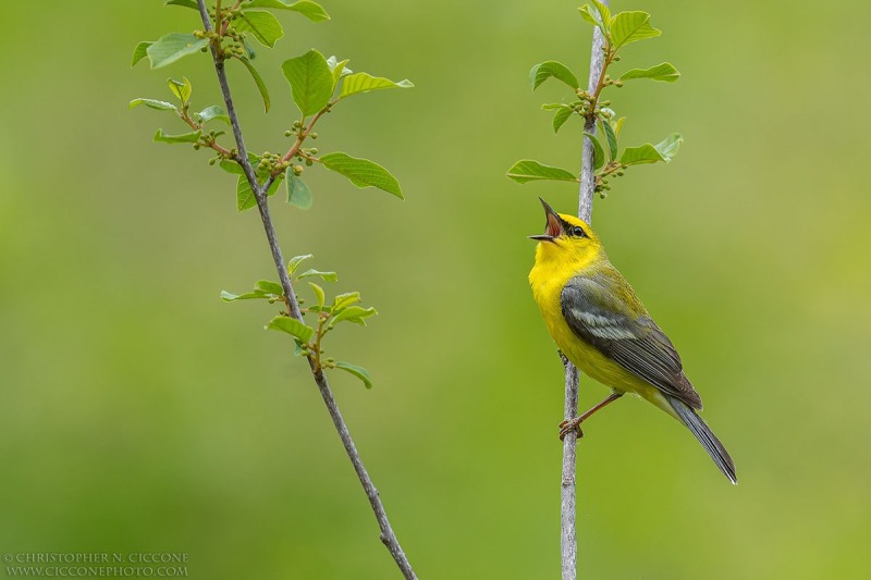 Blue-winged Warbler