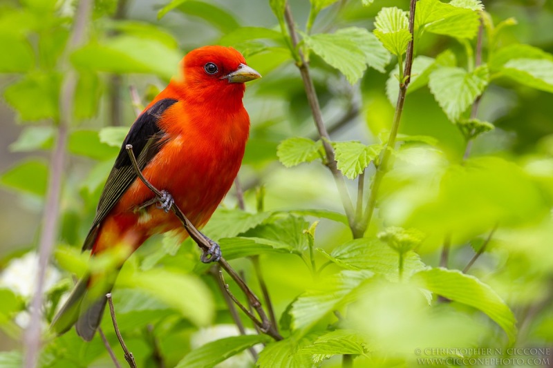 Scarlet Tanager