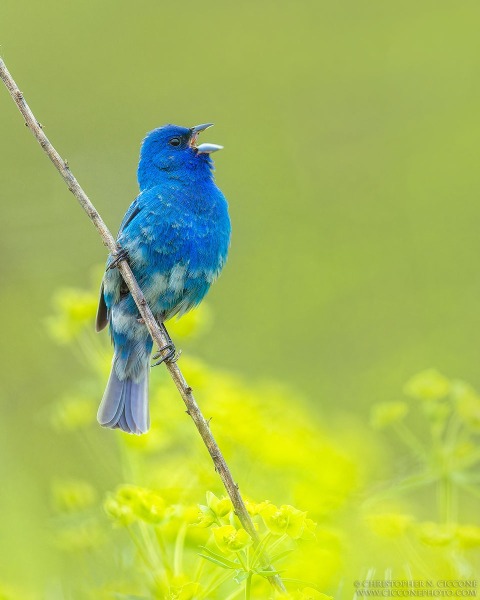 Indigo Bunting