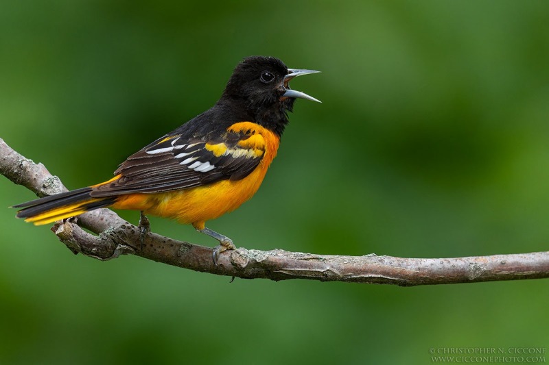 Baltimore Oriole