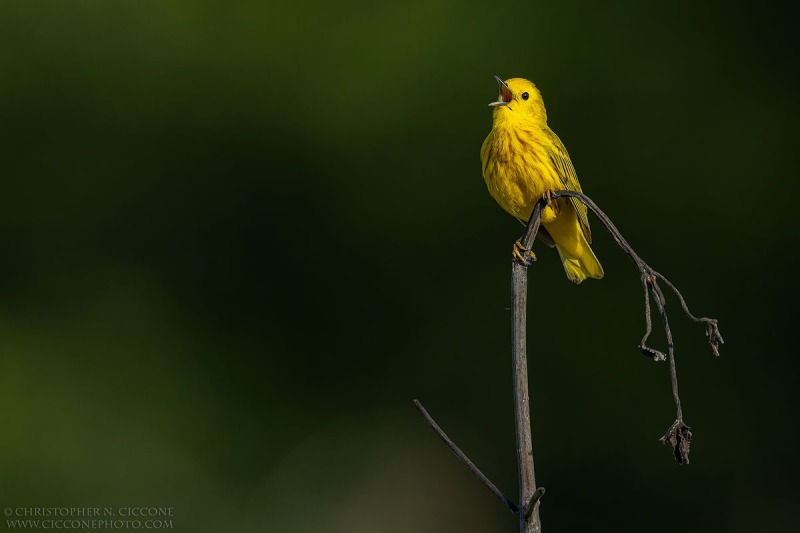 Yellow Warbler